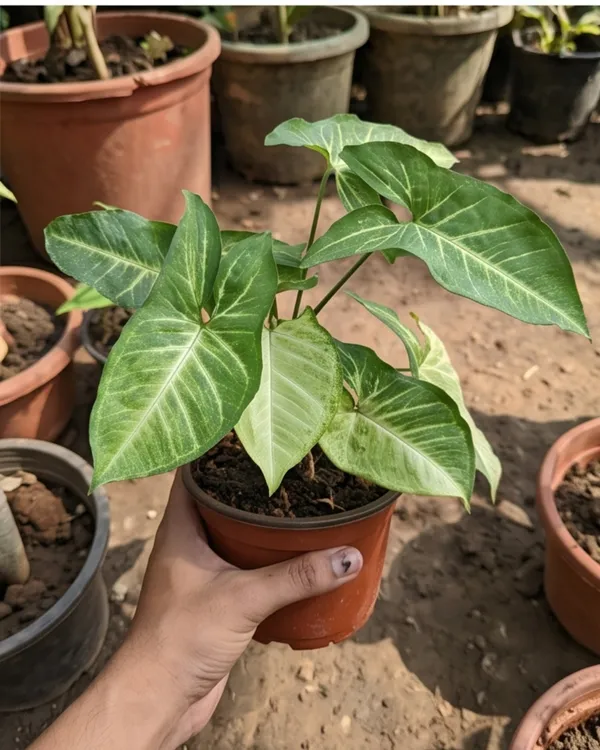 Syngonium_Green_Indoor_Plant_|_Grafted_Arrowhead_Plant_|_Air_Purifying_|_Healthy_Live_Plant_Guaranteed