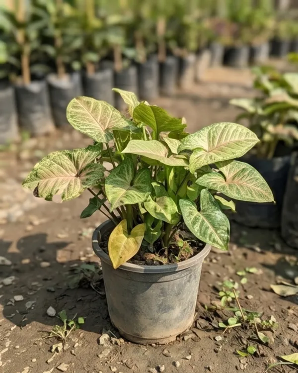 Syngonium_Indoor_Plant_|_Grafted_Arrowhead_Plant_|_Air_Purifying_|_Low_Maintenance_|_Healthy_Live_Plant_Guaranteed