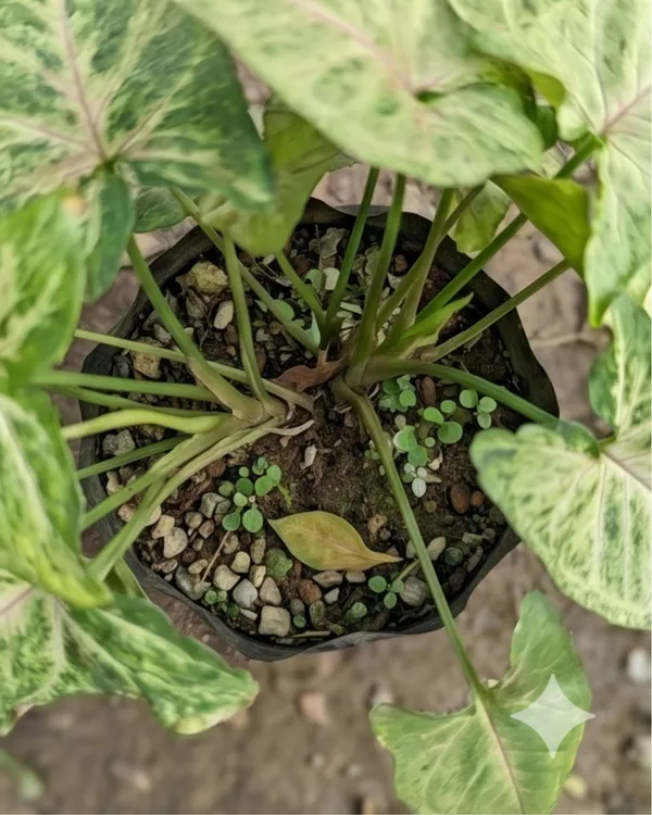 Syngonium_Indoor_Plant_|_Grafted_Arrowhead_Plant_|_Air_Purifying_|_Low_Maintenance_|_Healthy_Live_Plant_Guaranteed