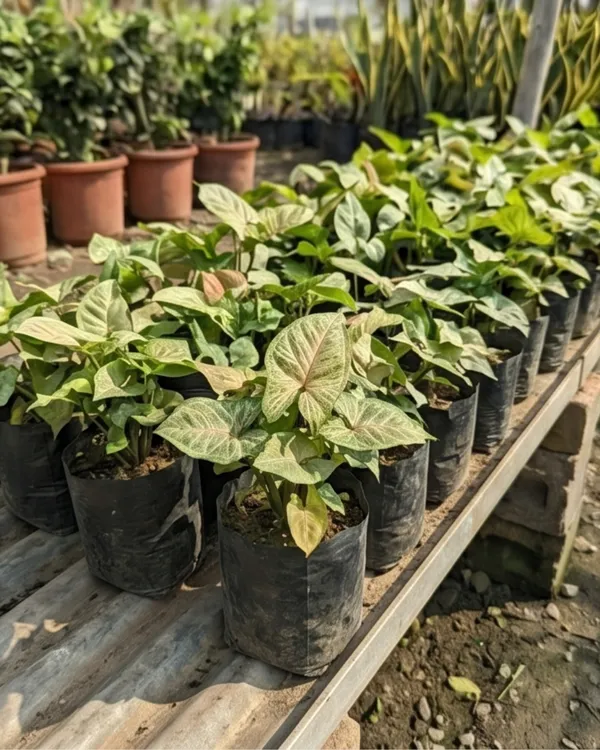 Syngonium_Indoor_Plant_|_Grafted_Arrowhead_Plant_|_Air_Purifying_|_Low_Maintenance_|_Healthy_Live_Plant_Guaranteed