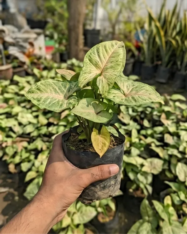 Syngonium_Indoor_Plant_|_Grafted_Arrowhead_Plant_|_Air_Purifying_|_Low_Maintenance_|_Healthy_Live_Plant_Guaranteed