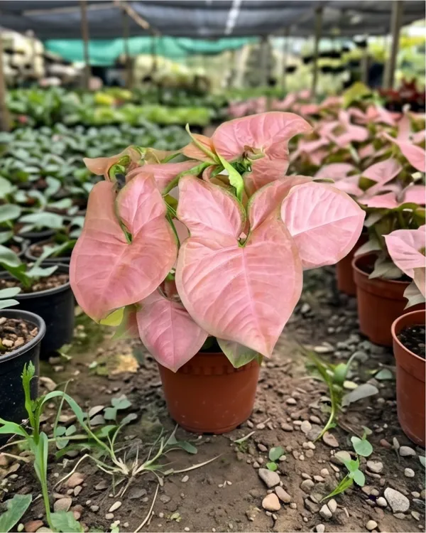 Syngonium_Pink_Indoor_Plant_|_Grafted_Pink_Arrowhead_Plant_|_Air_Purifying_|_Healthy_Live_Plant_Guaranteed