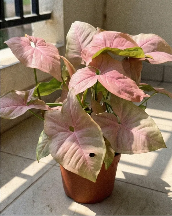Syngonium_Pink_Indoor_Plant_|_Grafted_Pink_Arrowhead_Plant_|_Air_Purifying_|_Healthy_Live_Plant_Guaranteed