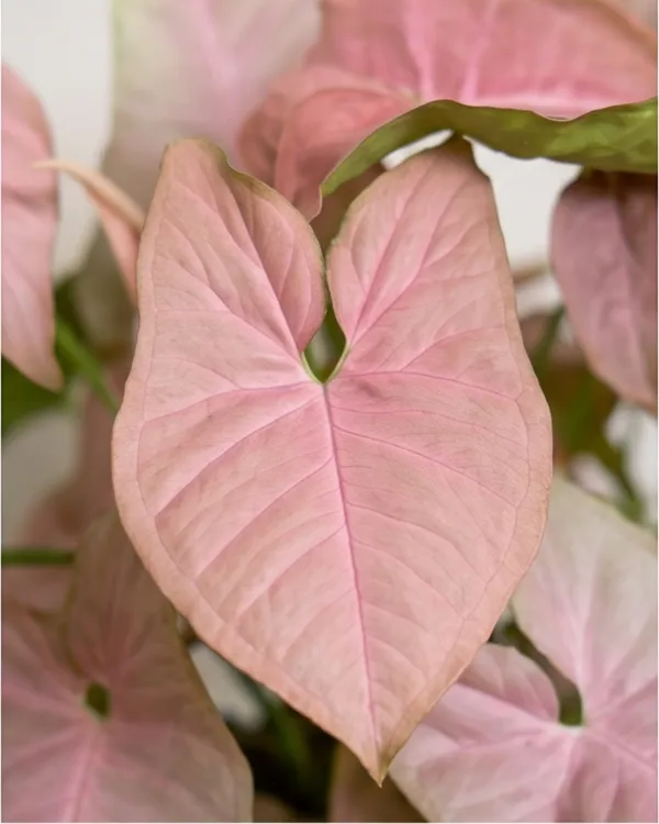 Syngonium_Pink_Indoor_Plant_|_Grafted_Pink_Arrowhead_Plant_|_Air_Purifying_|_Healthy_Live_Plant_Guaranteed