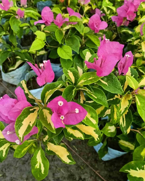 Thima_Bougainvillea_Plant_|_Grafted_Exotic_High_Bloom_Variety_|_Bright_Heavy_Flowers_|_Ideal_for_Terrace_&_Outdoor_Gardens_|_Healthy_Live_Plant_Guaranteed.