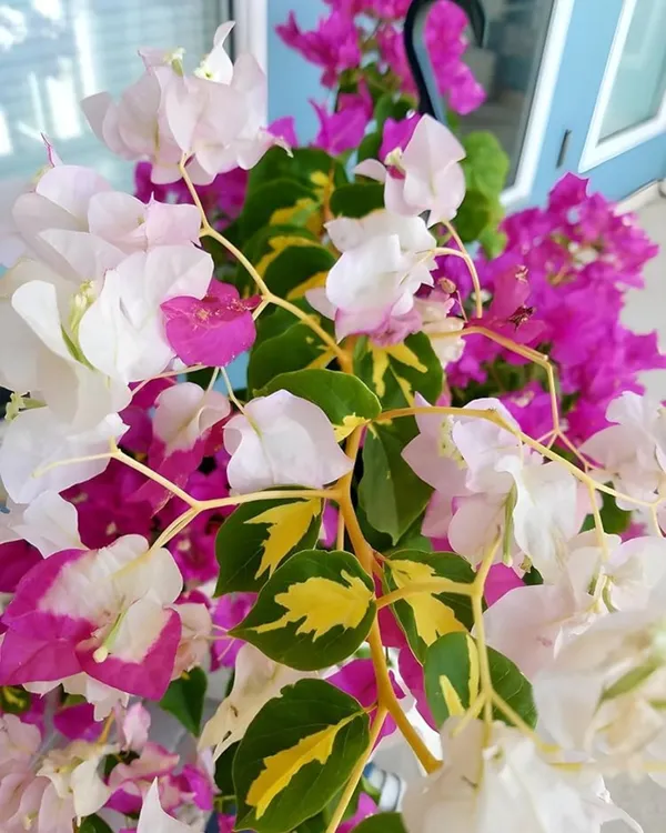 Thima_Bougainvillea_Plant_|_Grafted_Exotic_High_Bloom_Variety_|_Bright_Heavy_Flowers_|_Ideal_for_Terrace_&_Outdoor_Gardens_|_Healthy_Live_Plant_Guaranteed.
