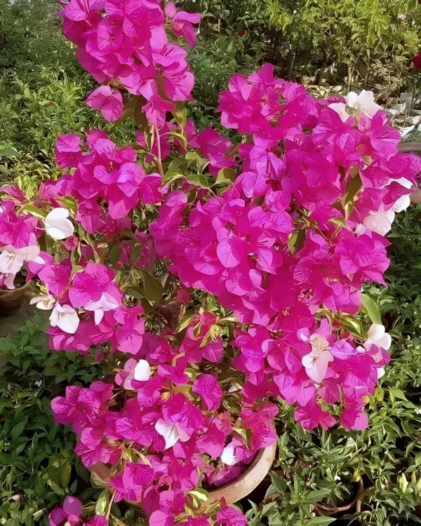 Thima_Bougainvillea_Plant_|_Grafted_Exotic_High_Bloom_Variety_|_Bright_Heavy_Flowers_|_Ideal_for_Terrace_&_Outdoor_Gardens_|_Healthy_Live_Plant_Guaranteed.