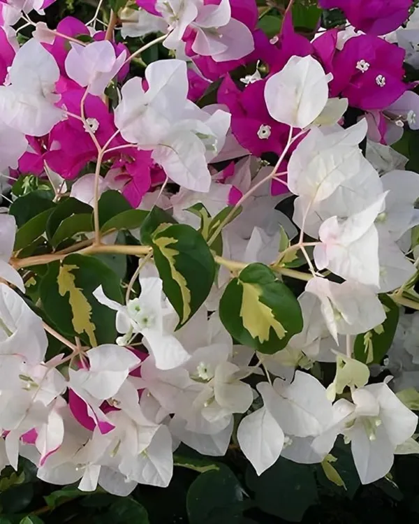 Thima_Bougainvillea_Plant_|_Grafted_Exotic_High_Bloom_Variety_|_Bright_Heavy_Flowers_|_Ideal_for_Terrace_&_Outdoor_Gardens_|_Healthy_Live_Plant_Guaranteed.