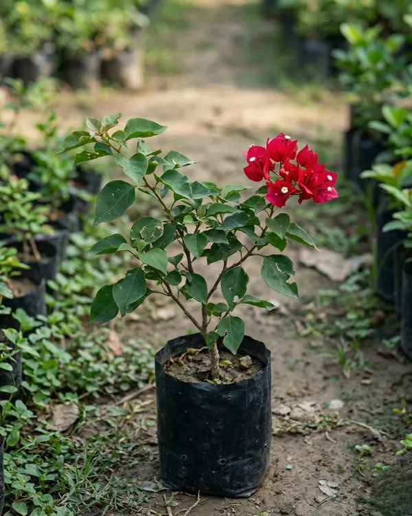Tanglong_Orange_Bougainvillea_Plant_|_Grafted_Exotic_Bright_Bloom_Variety_|_Deep_Orange_Flowers_|_Heavy_Flowering_|_Healthy_Live_Plant_Guaranteed