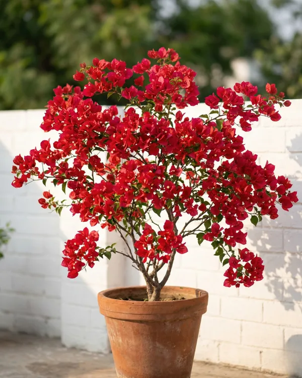 Tanglong_Orange_Bougainvillea_Plant_|_Grafted_Exotic_Bright_Bloom_Variety_|_Deep_Orange_Flowers_|_Heavy_Flowering_|_Healthy_Live_Plant_Guaranteed