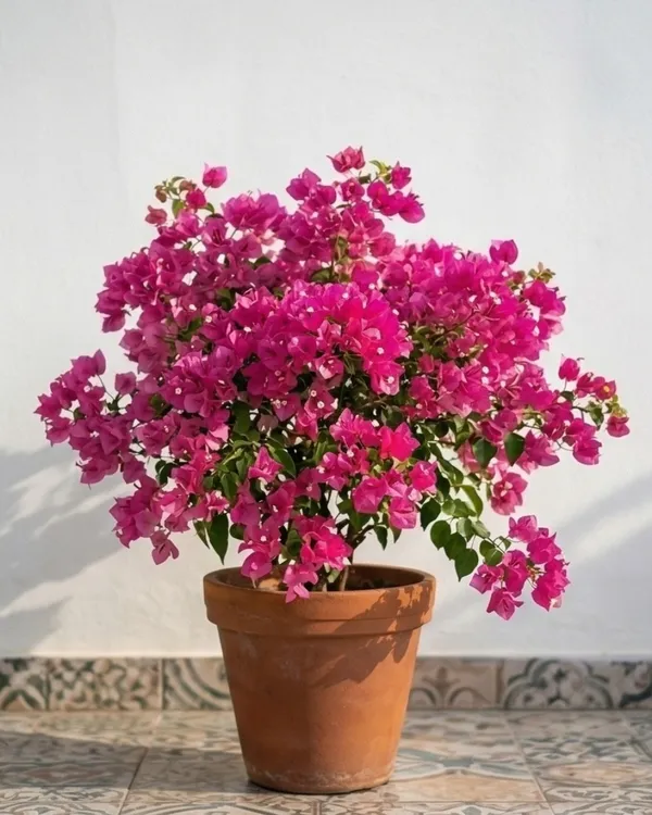 Tanglong_Pink_Bougainvillea_Plant_|_Grafted_Exotic_Bright_Bloom_Variety_|_Bright_Pink_Flowers_|_Heavy_Flowering_|_Healthy_Live_Plant_Guaranteed