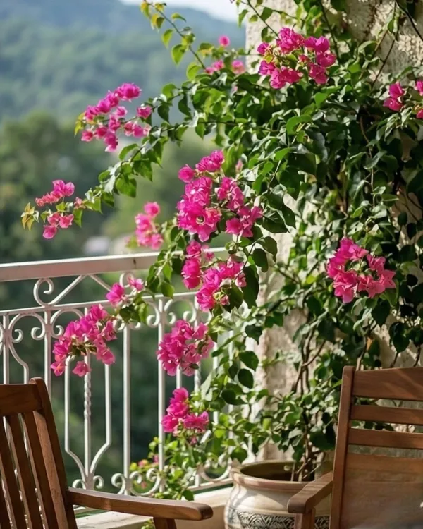 Tanglong_Pink_Bougainvillea_Plant_|_Grafted_Exotic_Bright_Bloom_Variety_|_Bright_Pink_Flowers_|_Heavy_Flowering_|_Healthy_Live_Plant_Guaranteed