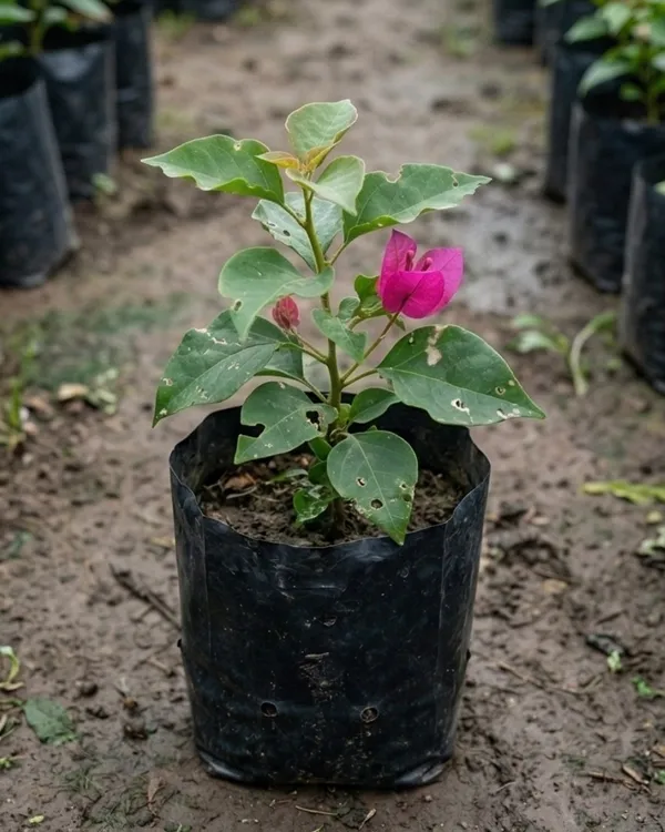 Tanglong_Pink_Bougainvillea_Plant_|_Grafted_Exotic_Bright_Bloom_Variety_|_Bright_Pink_Flowers_|_Heavy_Flowering_|_Healthy_Live_Plant_Guaranteed