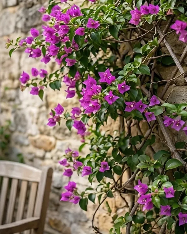 Tanglong_Purple_Bougainvillea_Plant_|_Grafted_Exotic_Rich_Bloom_Variety_|_Deep_Purple_Flowers_|_Heavy_Flowering_|_Healthy_Live_Plant_Guaranteed