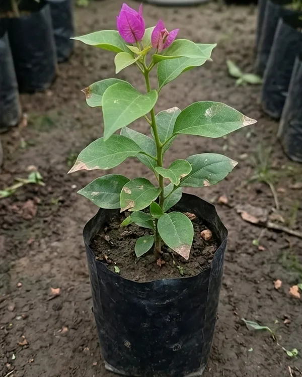 Tanglong_Purple_Bougainvillea_Plant_|_Grafted_Exotic_Rich_Bloom_Variety_|_Deep_Purple_Flowers_|_Heavy_Flowering_|_Healthy_Live_Plant_Guaranteed