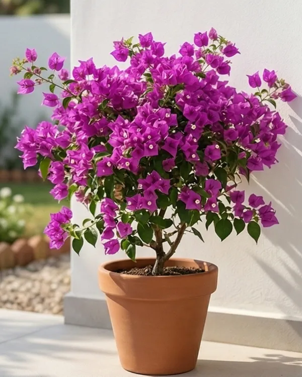 Tanglong_Purple_Bougainvillea_Plant_|_Grafted_Exotic_Rich_Bloom_Variety_|_Deep_Purple_Flowers_|_Heavy_Flowering_|_Healthy_Live_Plant_Guaranteed