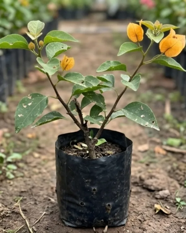 Tanglong_Yellow_Bougainvillea_Plant_|_Grafted_Exotic_Bright_Bloom_Variety_|_Yellow_Flowers_|_Heavy_Flowering_|_Healthy_Live_Plant_Guaranteed