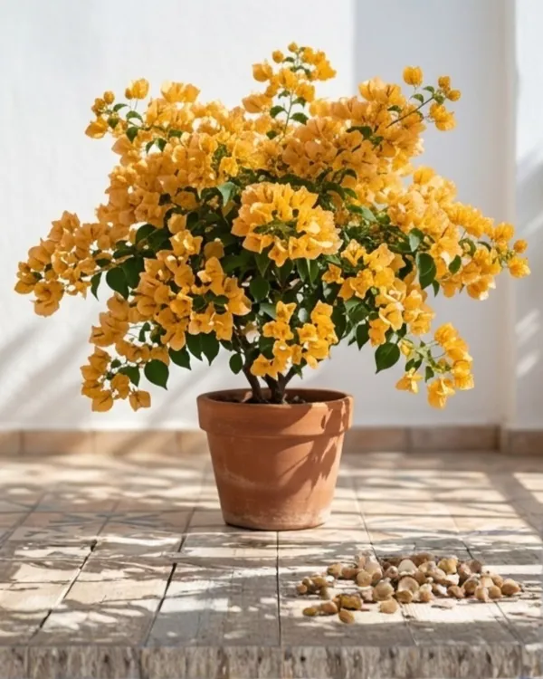 Tanglong_Yellow_Bougainvillea_Plant_|_Grafted_Exotic_Bright_Bloom_Variety_|_Yellow_Flowers_|_Heavy_Flowering_|_Healthy_Live_Plant_Guaranteed