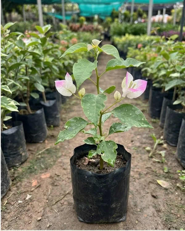 Thai_Imperial_Delight_Variegated_Bougainvillea_Plant_|_Grafted_Rare_Variegated_Dual_Tone_Variety_|_Pink_White_Variegated_Flowers_|_Heavy_Flowering_|_Healthy_Live_Plant_Guaranteed