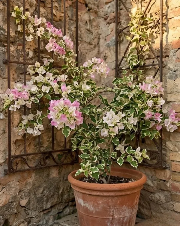 Thai_Imperial_Delight_Variegated_Bougainvillea_Plant_|_Grafted_Rare_Variegated_Dual_Tone_Variety_|_Pink_White_Variegated_Flowers_|_Heavy_Flowering_|_Healthy_Live_Plant_Guaranteed