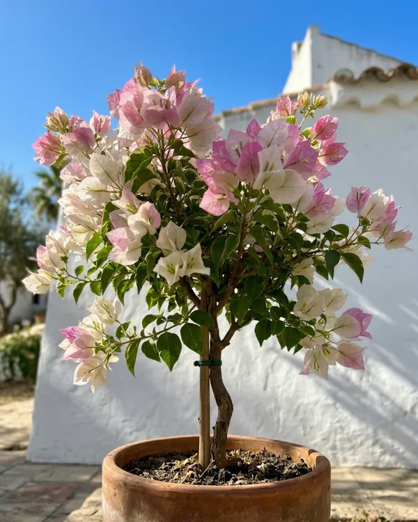 Thai_Imperial_Delight_Variegated_Bougainvillea_Plant_|_Grafted_Rare_Variegated_Dual_Tone_Variety_|_Pink_White_Variegated_Flowers_|_Heavy_Flowering_|_Healthy_Live_Plant_Guaranteed