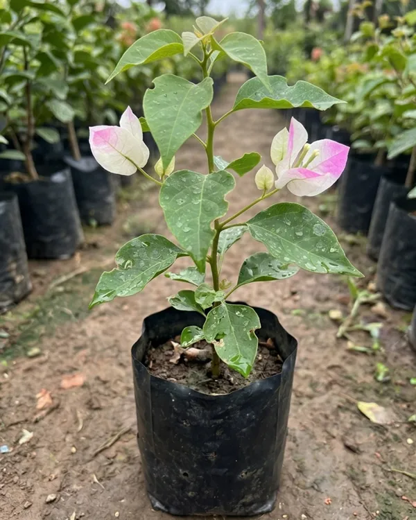 Thai_Imperial_Delight_Variegated_Bougainvillea_Plant_|_Grafted_Rare_Variegated_Dual_Tone_Variety_|_Pink_White_Variegated_Flowers_|_Heavy_Flowering_|_Healthy_Live_Plant_Guaranteed