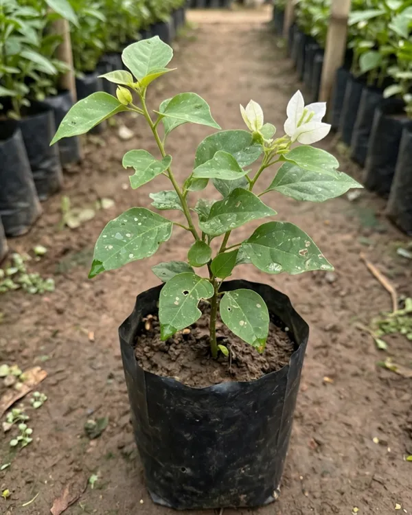 Thai_White_Ball_Bougainvillea_Plant_|_Grafted_Unique_Compact_Ball_Bloom_Variety_|_Pure_White_Flowers_|_Heavy_Flowering_|_Healthy_Live_Plant_Guaranteed