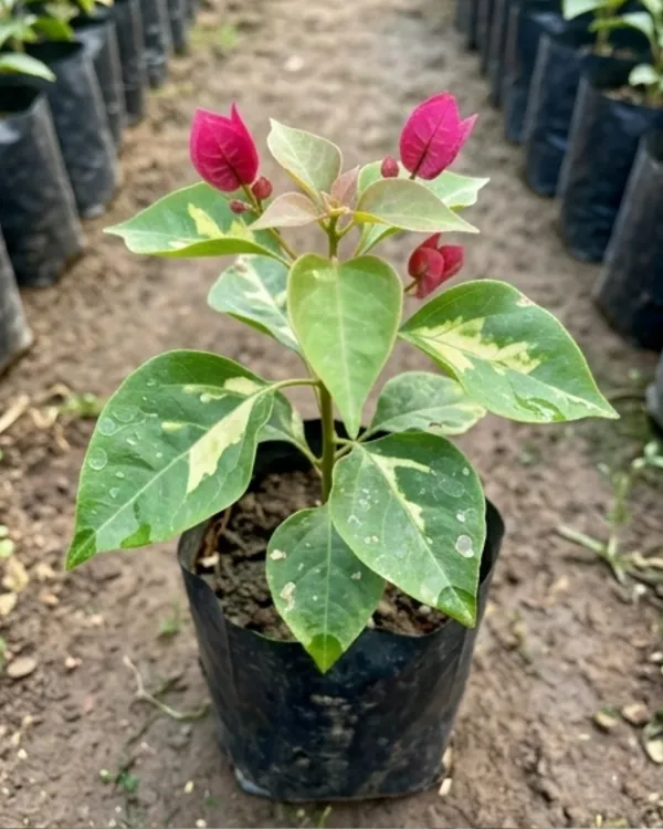 Thima_Red_Bougainvillea_Plant_|_Grafted_Exotic_Bright_Bloom_Variety_|_Bright_Red_Flowers_|_Heavy_Flowering_|_Healthy_Live_Plant_Guaranteed