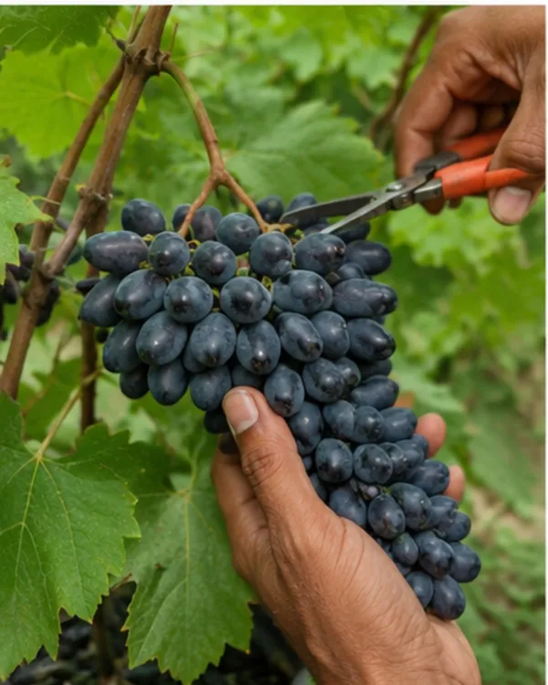 Thompson_Black_Seedless_Grape_Plant_|_Air_Layered_Black_Seedless_Angoor_Plant_|_Sweet_Fruit_Vine_|_Healthy_Live_Plant_Guaranteed