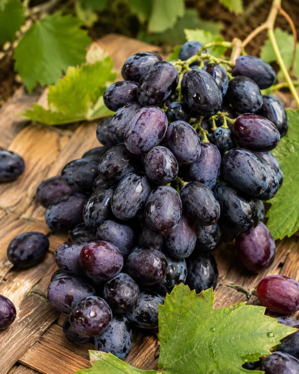 Thompson_Black_Seedless_Grape_Plant_|_Air_Layered_Black_Seedless_Angoor_Plant_|_Sweet_Fruit_Vine_|_Healthy_Live_Plant_Guaranteed