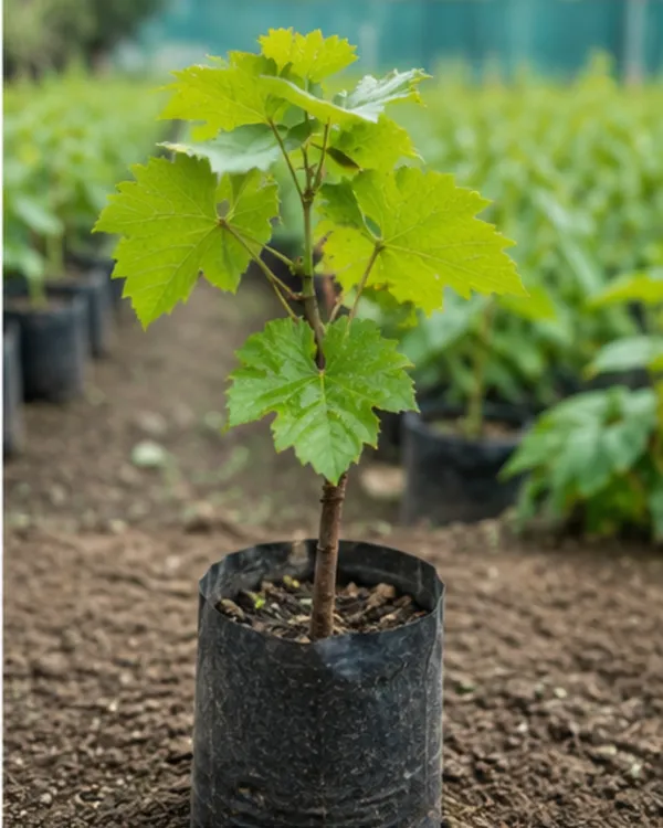 Thompson_Black_Seedless_Grape_Plant_|_Air_Layered_Black_Seedless_Angoor_Plant_|_Sweet_Fruit_Vine_|_Healthy_Live_Plant_Guaranteed