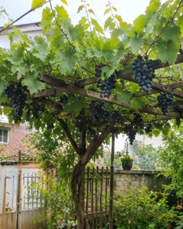 Thompson_Black_Seedless_Grape_Plant_|_Air_Layered_Black_Seedless_Angoor_Plant_|_Sweet_Fruit_Vine_|_Healthy_Live_Plant_Guaranteed