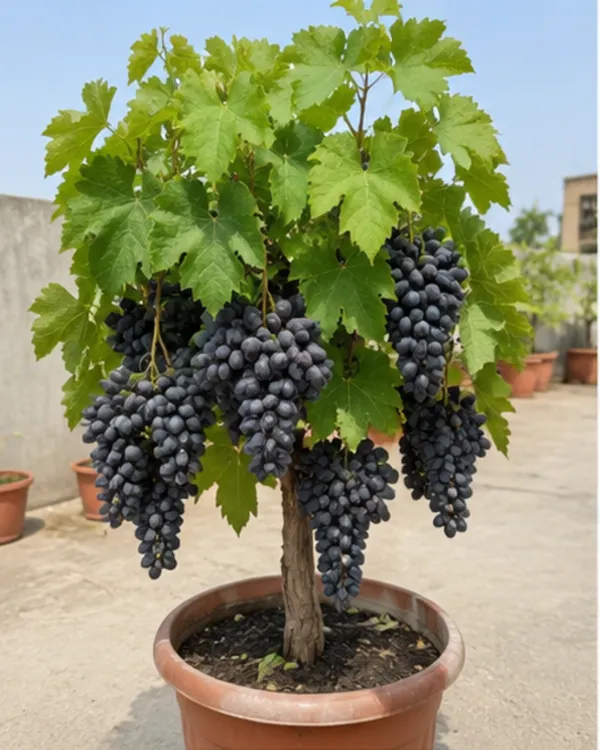 Thompson_Black_Seedless_Grape_Plant_|_Air_Layered_Black_Seedless_Angoor_Plant_|_Sweet_Fruit_Vine_|_Healthy_Live_Plant_Guaranteed