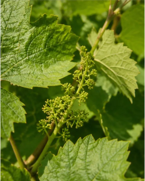 Thompson_Black_Seedless_Grape_Plant_|_Air_Layered_Black_Seedless_Angoor_Plant_|_Sweet_Fruit_Vine_|_Healthy_Live_Plant_Guaranteed
