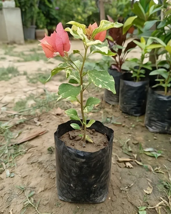 Tiger_Marble_Bougainvillea_Plant_|_Grafted_Rare_Marble_Pattern_Bloom_Variety_|_Pink_White_Marble_Flowers_|_Heavy_Flowering_|_Healthy_Live_Plant_Guaranteed