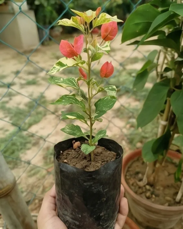 Tiger_Marble_Bougainvillea_Plant_|_Grafted_Rare_Marble_Pattern_Bloom_Variety_|_Pink_White_Marble_Flowers_|_Heavy_Flowering_|_Healthy_Live_Plant_Guaranteed
