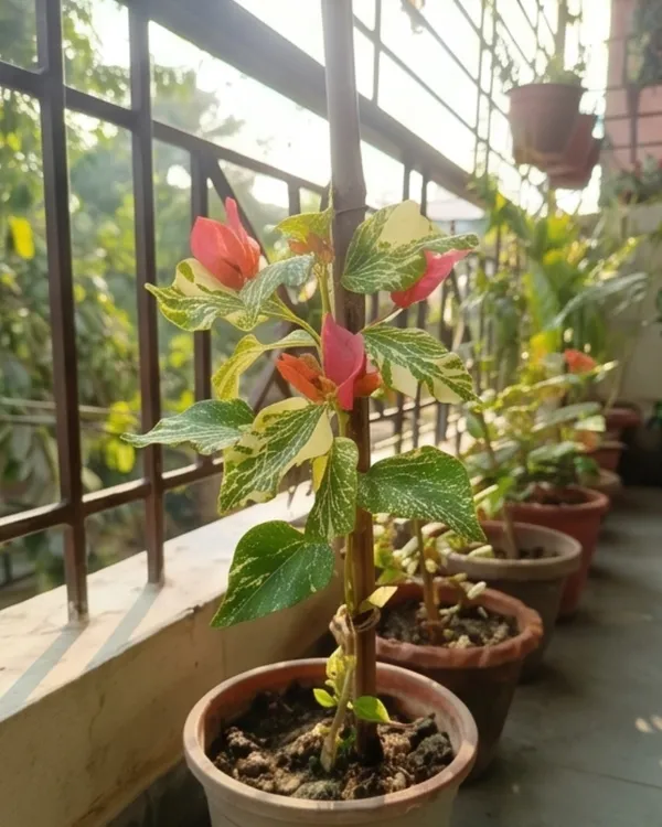 Tiger_Marble_Bougainvillea_Plant_|_Grafted_Rare_Marble_Pattern_Bloom_Variety_|_Pink_White_Marble_Flowers_|_Heavy_Flowering_|_Healthy_Live_Plant_Guaranteed