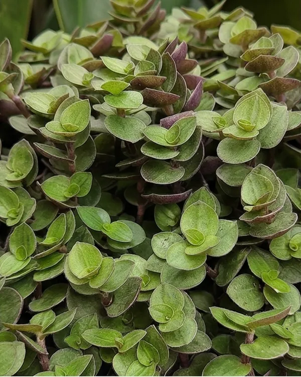 Turtle_Vine_Plant_|_Grafted_Callisia_Repens_|_Trailing_Indoor_Plant_|_Healthy_Live_Plant_Guaranteed
