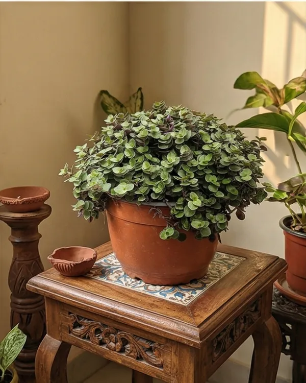 Turtle_Vine_Plant_|_Grafted_Callisia_Repens_|_Trailing_Indoor_Plant_|_Healthy_Live_Plant_Guaranteed