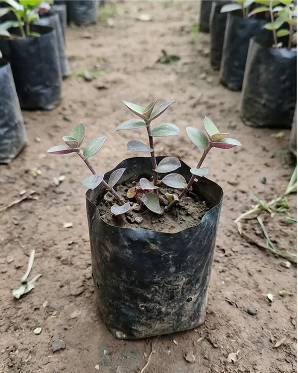 Turtle_Vine_Plant_|_Grafted_Callisia_Repens_|_Trailing_Indoor_Plant_|_Healthy_Live_Plant_Guaranteed