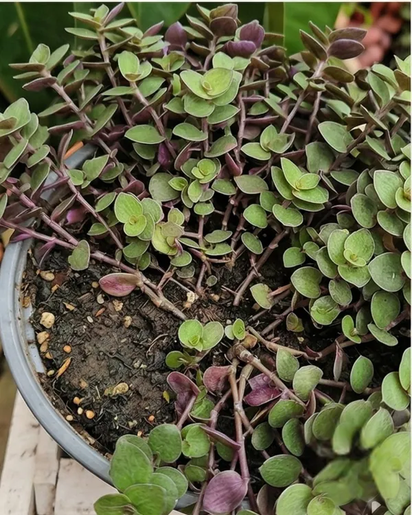 Turtle_Vine_Plant_|_Grafted_Callisia_Repens_|_Trailing_Indoor_Plant_|_Healthy_Live_Plant_Guaranteed