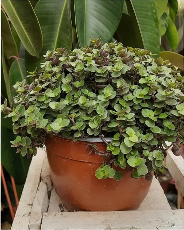 Turtle_Vine_Plant_|_Grafted_Callisia_Repens_|_Trailing_Indoor_Plant_|_Healthy_Live_Plant_Guaranteed