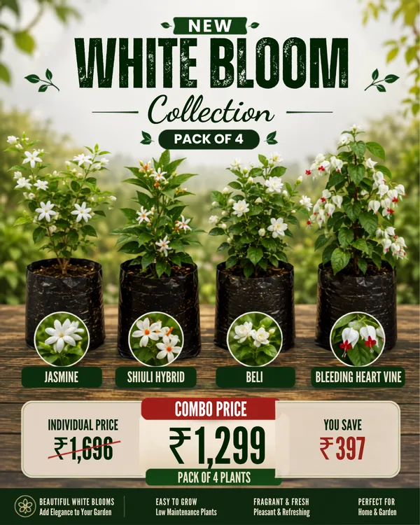 White_Bloom_Collection