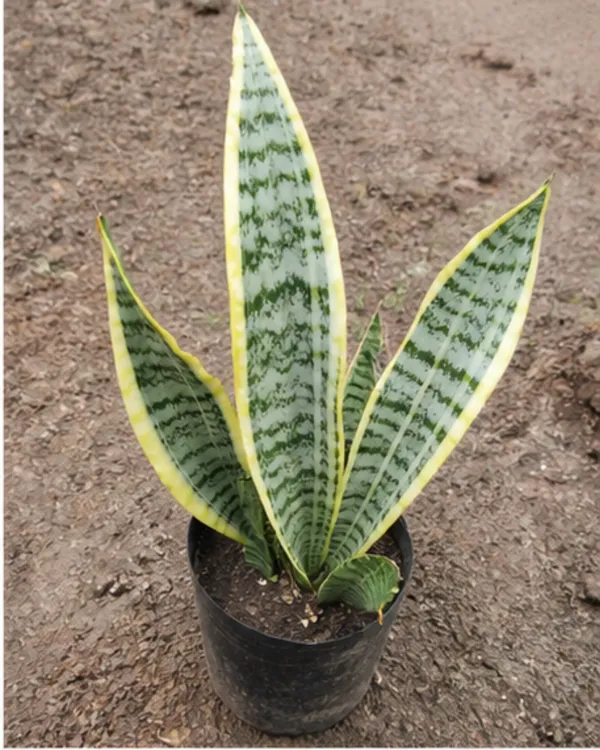 Variegated_Dwarf_Snake_Plant_|_Grafted_Variegated_Sansevieria_|_Air_Purifying_|_Low_Maintenance_|_Healthy_Live_Plant_Guaranteed