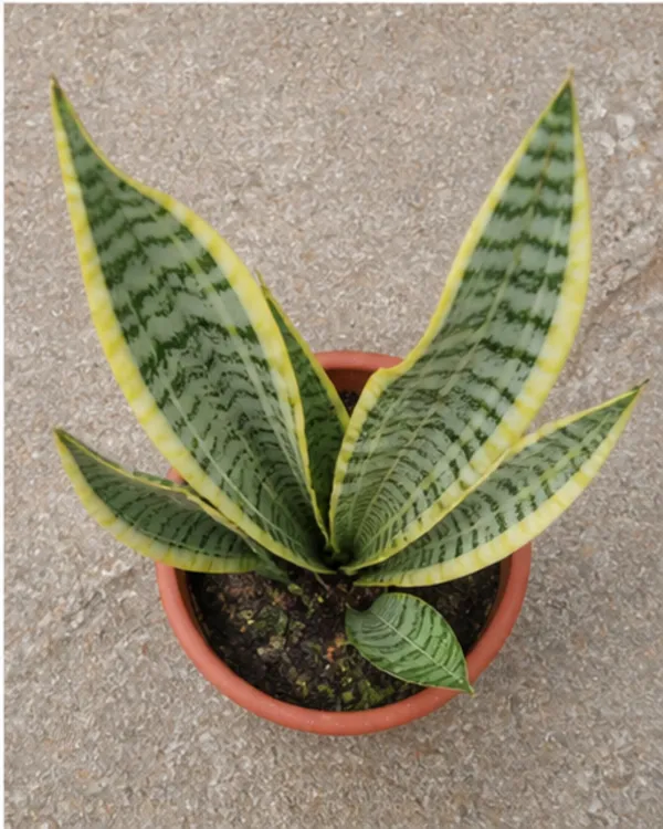 Variegated_Dwarf_Snake_Plant_|_Grafted_Variegated_Sansevieria_|_Air_Purifying_|_Low_Maintenance_|_Healthy_Live_Plant_Guaranteed