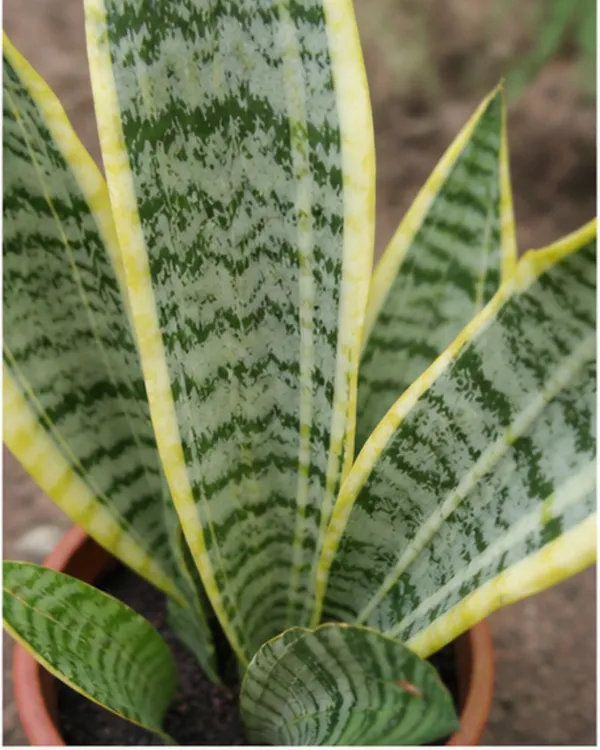 Variegated_Dwarf_Snake_Plant_|_Grafted_Variegated_Sansevieria_|_Air_Purifying_|_Low_Maintenance_|_Healthy_Live_Plant_Guaranteed