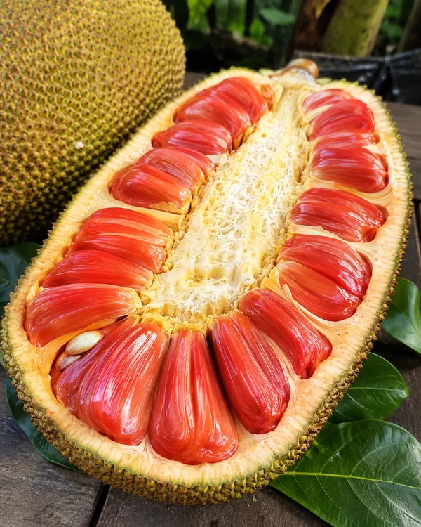 Vietnamese_All_Time_Jackfruit_Plant_|_Grafted_Year_Round_Fruiting_Kathal_Plant_|_Exotic_Fruit_Plant_|_Healthy_Live_Plant_Guaranteed
