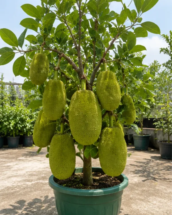 Vietnamese_All_Time_Jackfruit_Plant_|_Grafted_Year_Round_Fruiting_Kathal_Plant_|_Exotic_Fruit_Plant_|_Healthy_Live_Plant_Guaranteed