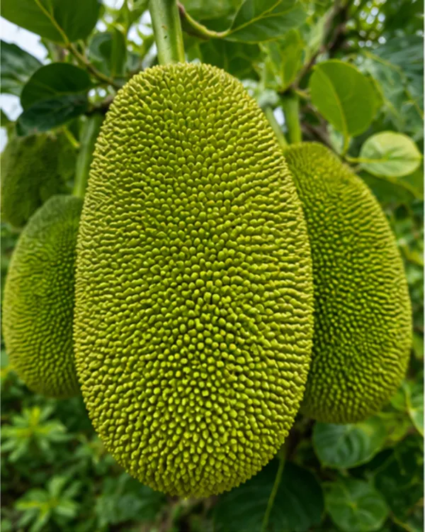 Vietnamese_All_Time_Jackfruit_Plant_|_Grafted_Year_Round_Fruiting_Kathal_Plant_|_Exotic_Fruit_Plant_|_Healthy_Live_Plant_Guaranteed
