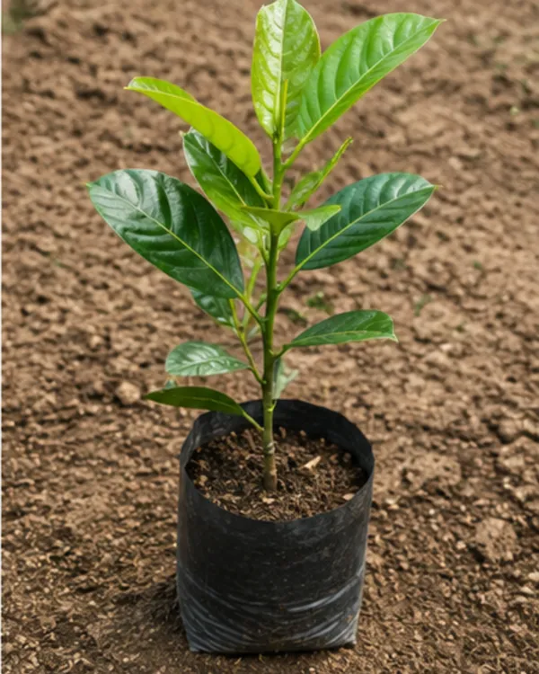Vietnamese_All_Time_Jackfruit_Plant_|_Grafted_Year_Round_Fruiting_Kathal_Plant_|_Exotic_Fruit_Plant_|_Healthy_Live_Plant_Guaranteed